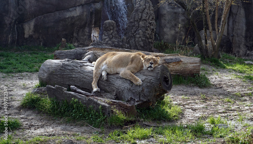 Lioness female lion laying on log resting sleeping