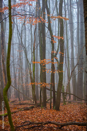 misty autumn forest