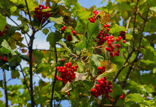 Viburnum berries on a branch close-up. Ripe red viburnum. Viburnum bush. Viburnum is a folk remedy for colds.