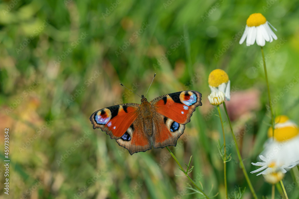 Closeup of an European peacock butterfly (Aglais io) on chamomile blossoms. Closeup of an European peacock butterfly (Aglais io) on chamomile blossoms.