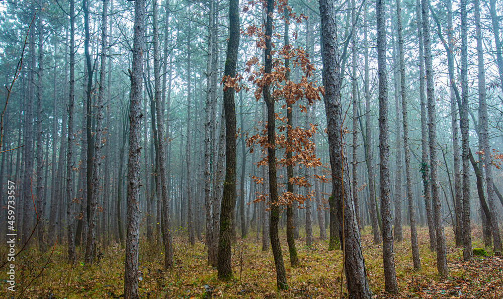 misty autumn forest in the morning misty autumn forest in the morning
