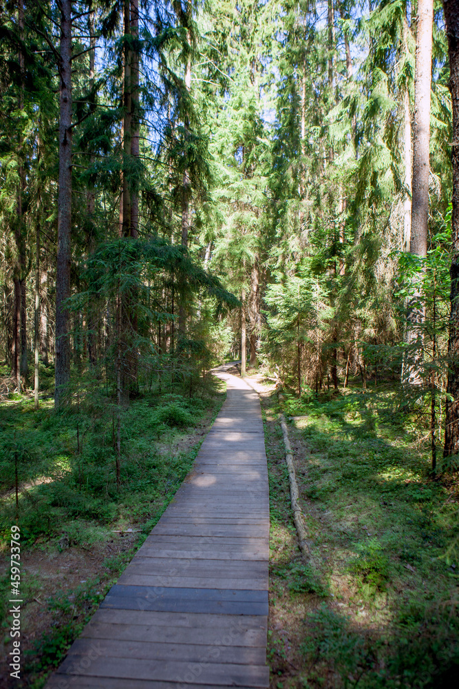 Wooden decks for easy walking in the forest. Ecological trail Komarovsky Bereg. Resort area. St. Petersburg. Russia