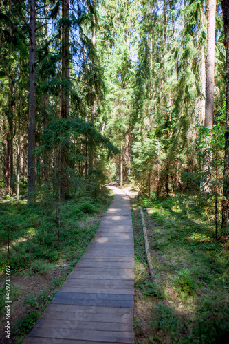 Wooden decks for easy walking in the forest. Ecological trail Komarovsky Bereg. Resort area. St. Petersburg. Russia