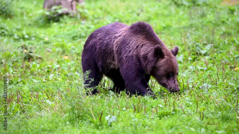 European brown bear looking for food on a green clearing European brown bear looking for food on a green clearing