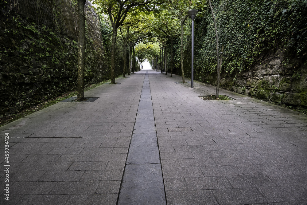 Obraz premium Deep walk with trees