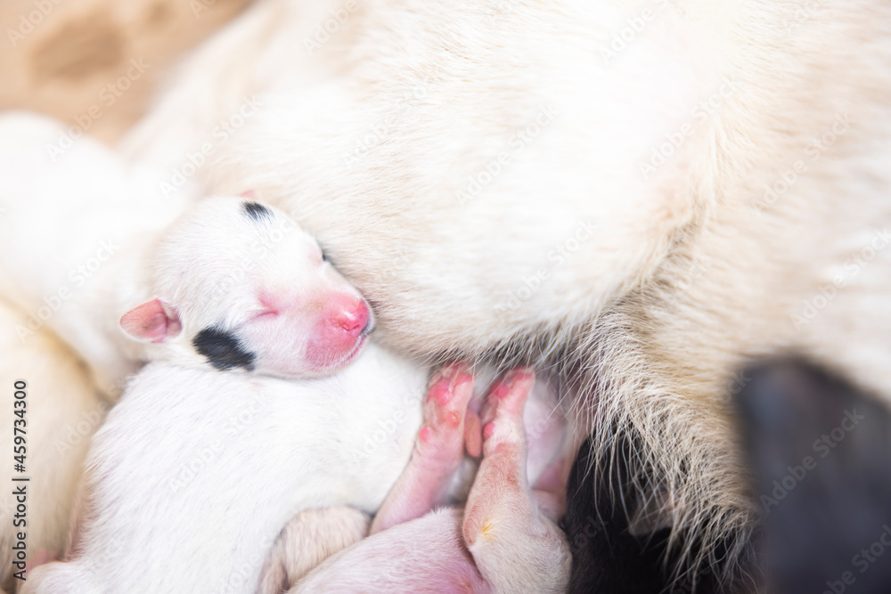 Close-up of puppy with mother dog at home. Dog breastfeeding puppies. Puppies sucking breast with milk from his mom. Close-up of puppy with mother dog at home. Dog breastfeeding puppies. Puppies sucking breast with milk from his mom.