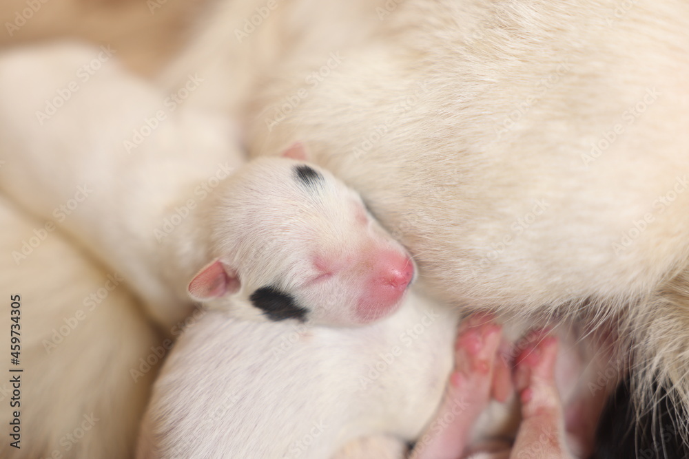 Close-up of puppy with mother dog at home. Dog breastfeeding puppies. Puppies sucking breast with milk from his mom. Close-up of puppy with mother dog at home. Dog breastfeeding puppies. Puppies sucking breast with milk from his mom.