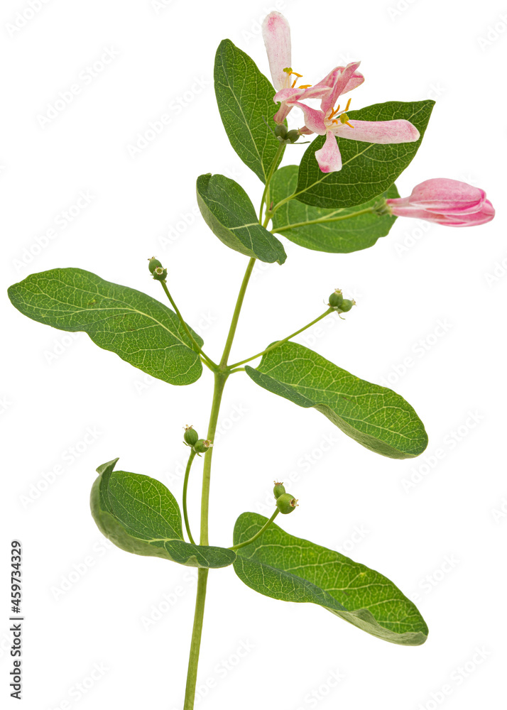 Flowers of Tatar honeysuckle, lat. Lonicera tatarica, isolated on white background Flowers of Tatar honeysuckle, lat. Lonicera tatarica, isolated on white background