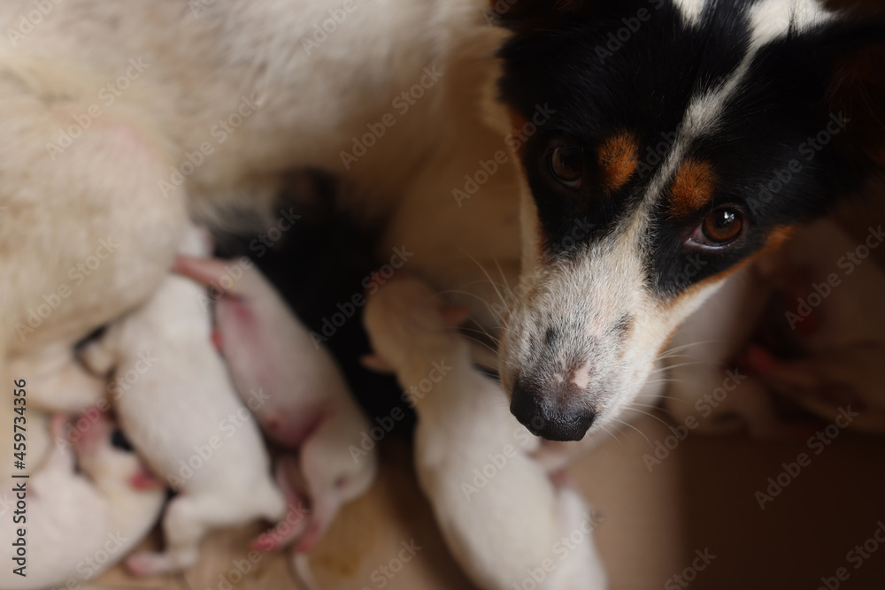 Close-up of puppy with mother dog at home. Dog breastfeeding puppies. Puppies sucking breast with milk from his mom. Close-up of puppy with mother dog at home. Dog breastfeeding puppies. Puppies sucking breast with milk from his mom.