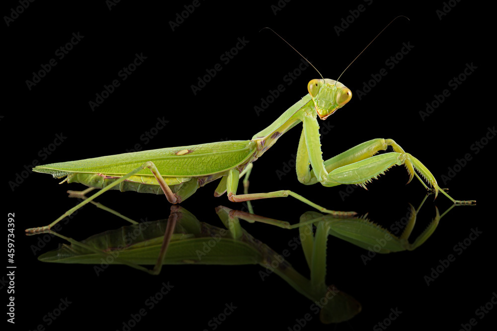 Mantis ordinary or mantis religious, isolated on black background Mantis ordinary or mantis religious, isolated on black background