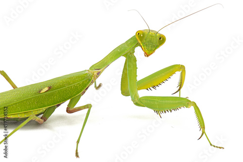 Mantis ordinary or mantis religious, isolated on white background © kostiuchenko