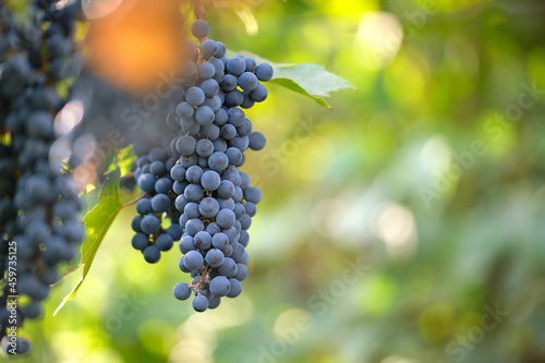 Blue grape branch growing in vine yard in autumn garden.