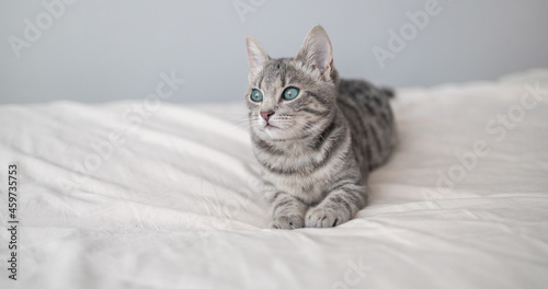 Frisky striped gray kitten with blue eyes lies and rests on the bed in a cozy home. Cat day holiday