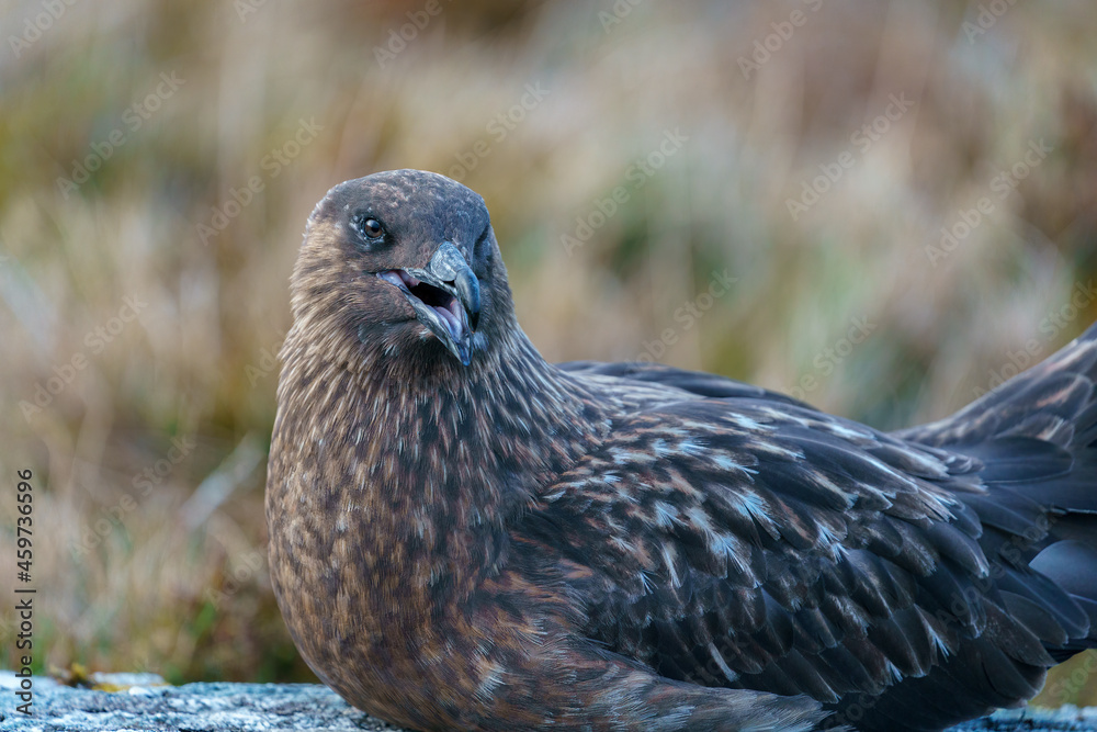 Close portrait of the Great Skua (Catharacta skua).