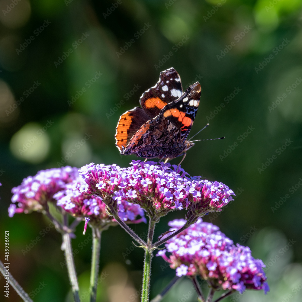 male red admiral butterfly on purple Verbena flower male red admiral butterfly on purple Verbena flower