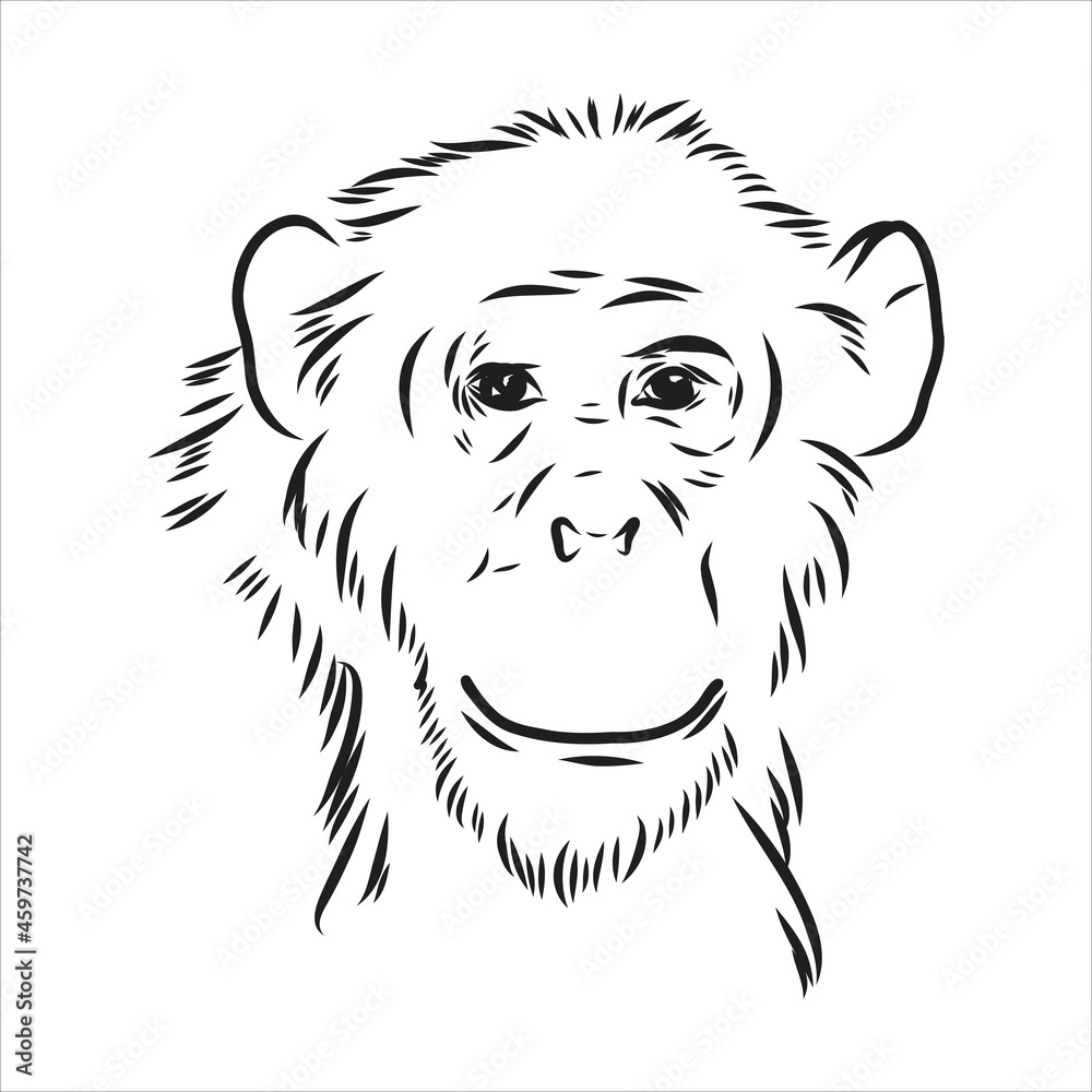 Fototapeta premium Hand drawn sketch style illustration of monkey face. Chinese zodiac sign. Young Chimpanzee. Vector illustration.