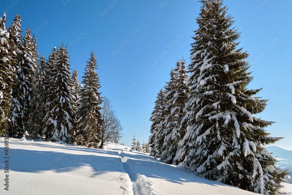 Bright winter landscape with pine trees covered with fresh fallen snow and narrow footpath in mountain forest on cold wintry day.
