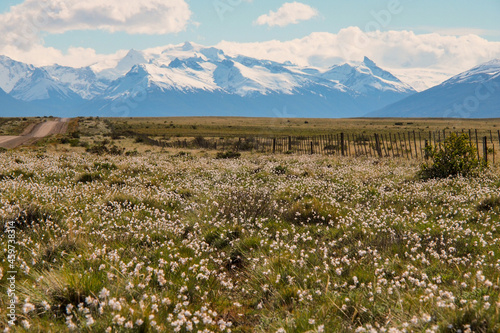 springtime in patagonia, flowers and snowcapped mountains