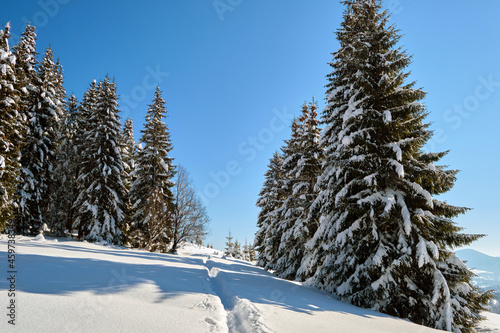 Bright winter landscape with pine trees covered with fresh fallen snow and narrow footpath in mountain forest on cold wintry day.