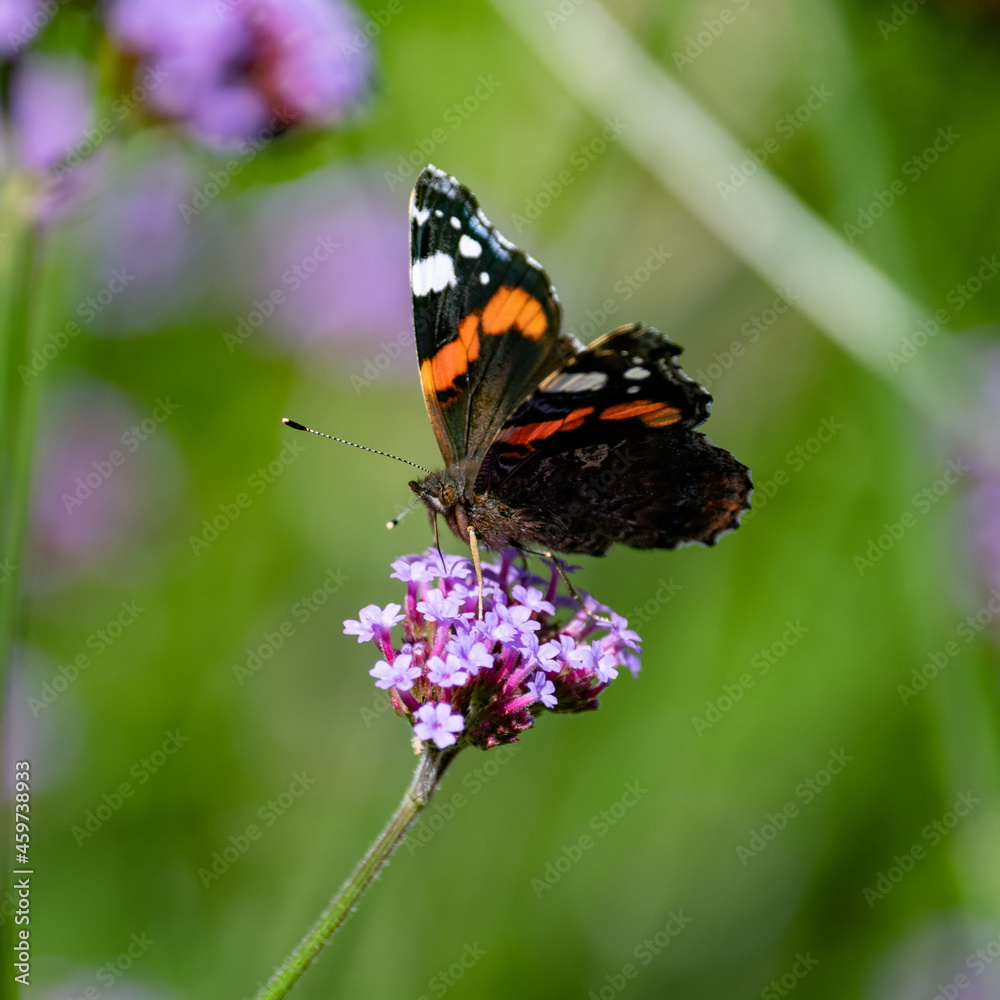 red admiral butterfly on flower red admiral butterfly on flower