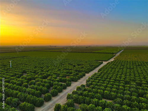 Central Valley Orchard Landscape, Parlier, CA photo