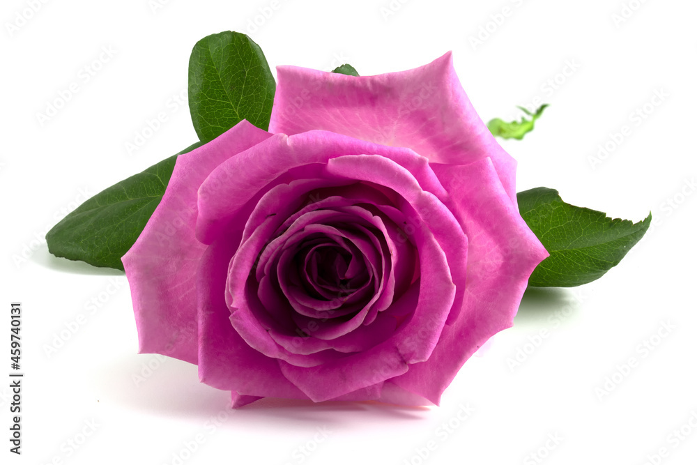 Fototapeta premium Pink rose bud isolated on white background.