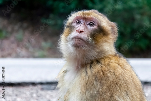 Close-up of free-ranging macaque monkey looking up at the sky in thought soft background blur.