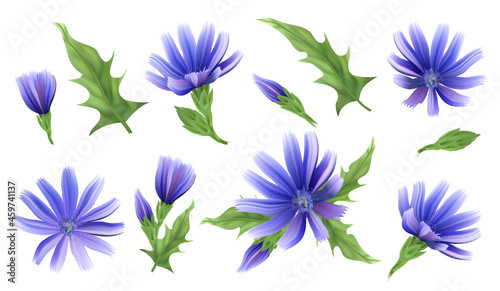 Flowers and root of the chicory plant. A useful medicinal herb.