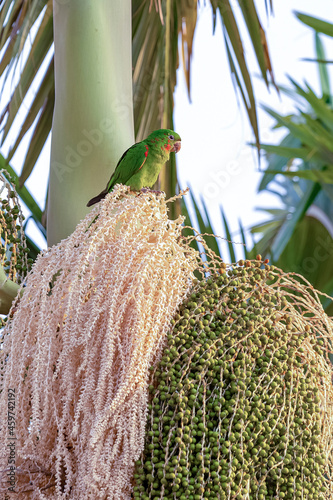 A White-eyed Parakeet also know as white-eyed conure or periquitao-maracana perched on the palm. Species Psittacara leucophthalmus native to South America. Birdwathching photo