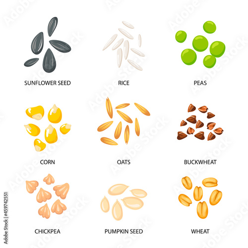 Plant seeds, cereal grains set. Vector illustrations of collection with inscriptions. Planting seedling, pumpkin sunflower buckwheat oat chickpea rice wheat seeds isolated on white. Harvest concept