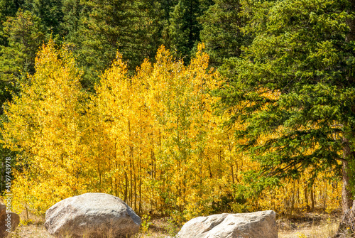 Wallpaper Mural Yellow and green aspen trees on the mountainside along Guanella pass road of Col