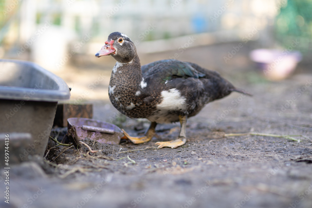 Ducks in a pen Ducks in a pen