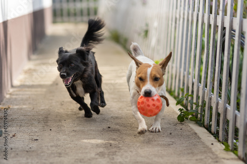 Two dogs playing with a ball