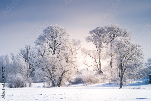 Beautiful snow-covered trees on a clear winter day