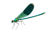 Blue banded demoiselle isolated on white background. Closeup Calopteryx splendens damselfly flying cut out