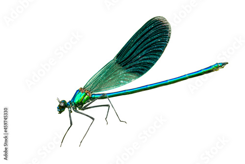 Blue banded demoiselle isolated on white background.  Closeup Calopteryx splendens damselfly flying cut out photo