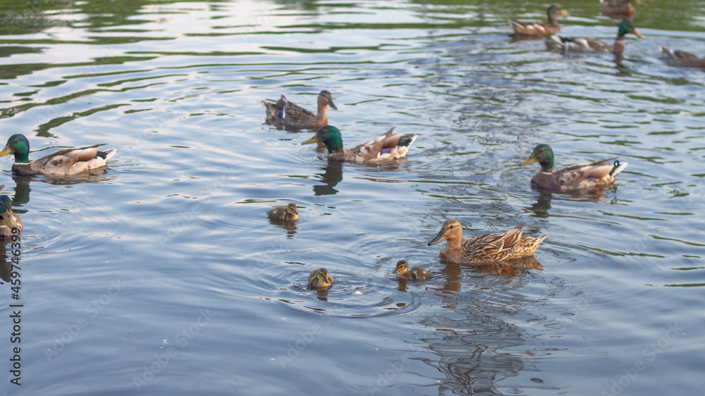 Many ducks with ducklings swim in the pond in the summer Many ducks with ducklings swim in the pond in the summer