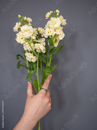 Flowers of pale yellow color in a female hand on a gray background in natural morning light