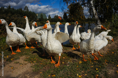 A group of domestic geese in nature