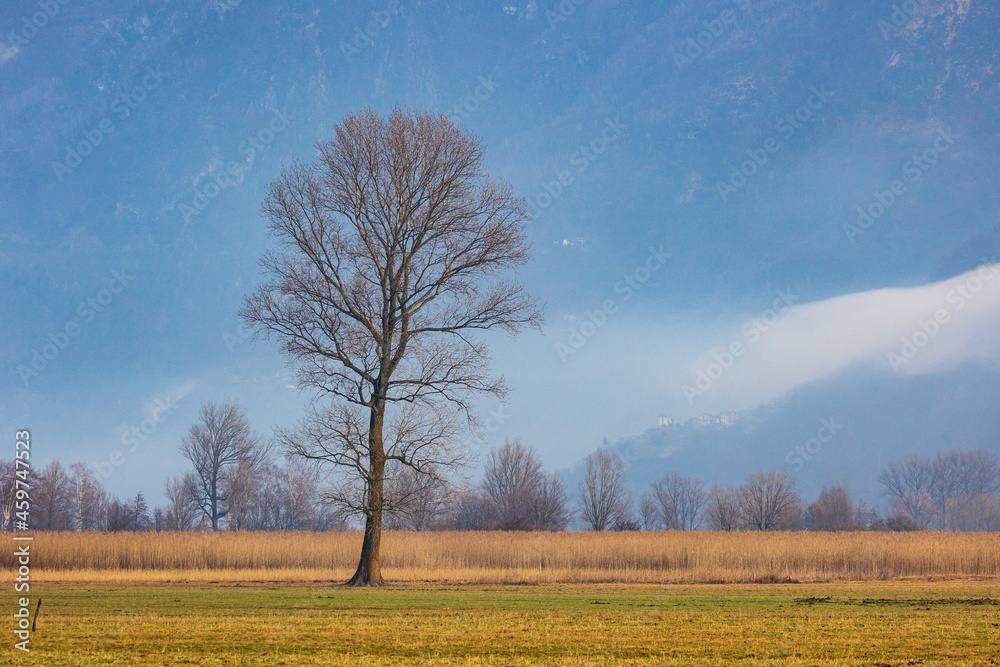 Fototapeta premium riserva naturale Pian di Spagna