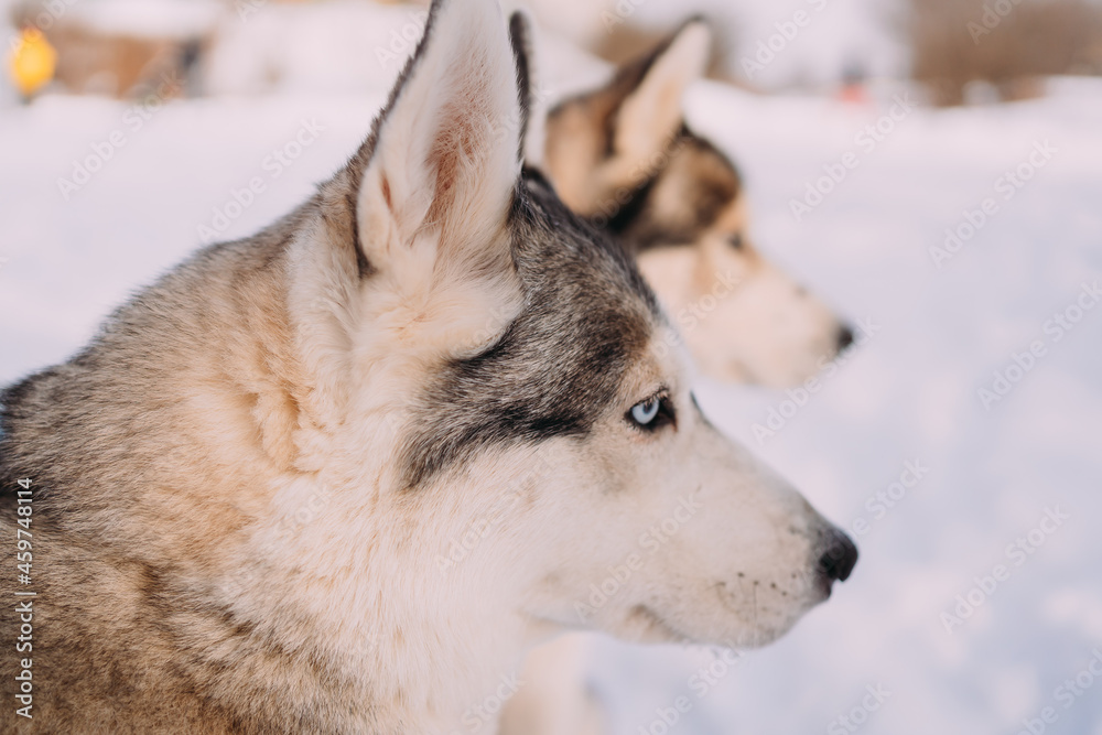 Husky dogs. A close-up photo of the dog's muzzle. The dog looks away, against the background of a winter park and snow. The dog looks like a wolf. In the background is the muzzle of the second dog Husky dogs. A close-up photo of the dog's muzzle. The dog looks away, against the background of a winter park and snow. The dog looks like a wolf. In the background is the muzzle of the second dog