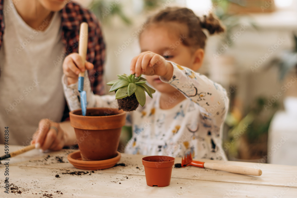 Little mixed-race dark-haired girl with her mother is planting houseplants in terracotta pots at home.Family leisure,home gardening,hobby concept.Biophilia design and urban jungle concept. Little mixed-race dark-haired girl with her mother is planting houseplants in terracotta pots at home.Family leisure,home gardening,hobby concept.Biophilia design and urban jungle concept.