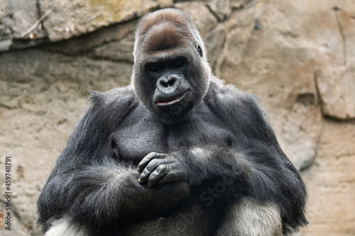 A big gorilla smiling in a Zoo. photo