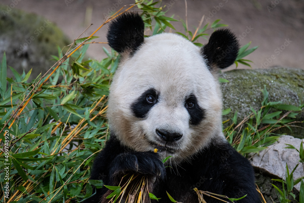 Obraz premium A Panda Bear eating bamboo pictured in its enclosure in a Zoo.
