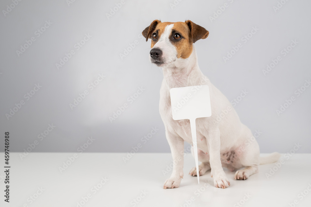 Jack Russell Terrier with a sign on a white background. Dog holding bogus ad.