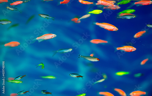 Fish are colorful, glofish thorns in the aquarium, a variety of fish swim in the aquarium, ocean diving and freediving at seaside resorts and tourist trips.