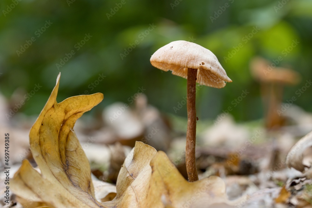 mushroom in the forest mushroom in the forest