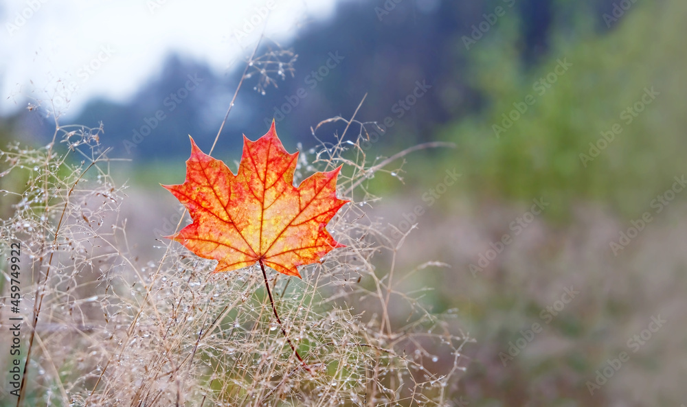 autumn maple leaf and grass, natural background. symbol of autumn season. beautiful fall time. autumn maple leaf and grass, natural background. symbol of autumn season. beautiful fall time.