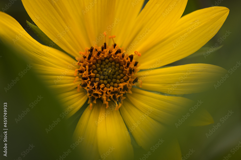 Sonnenblume im Sommer Sonnenblume im Sommer