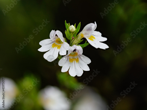 Blüten des Augentrost (Euphrasia)